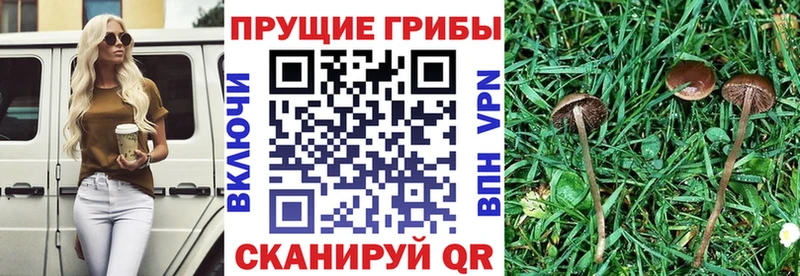 Галлюциногенные грибы мицелий  mega рабочий сайт  Благовещенск 
